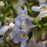 Image of Mauve freylinia