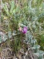 Image of bent milkvetch