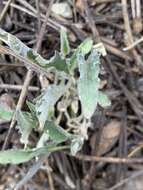 Image of goosefoot yellow violet