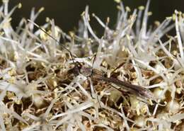 Image of Enchoptera apicalis Saunders 1850