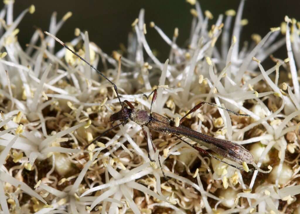 Image of Enchoptera apicalis Saunders 1850