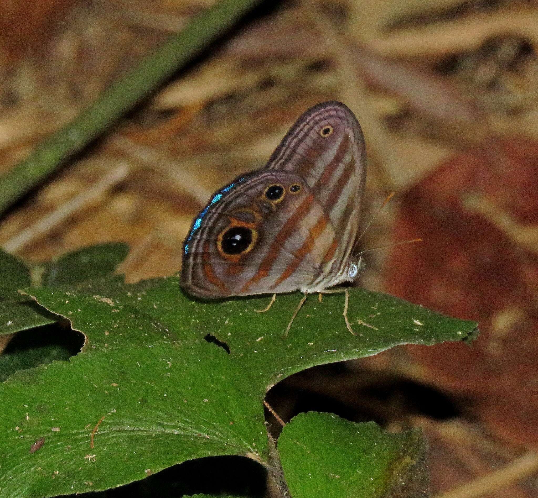 Image of Magneuptychia tricolor Hewitson 1850