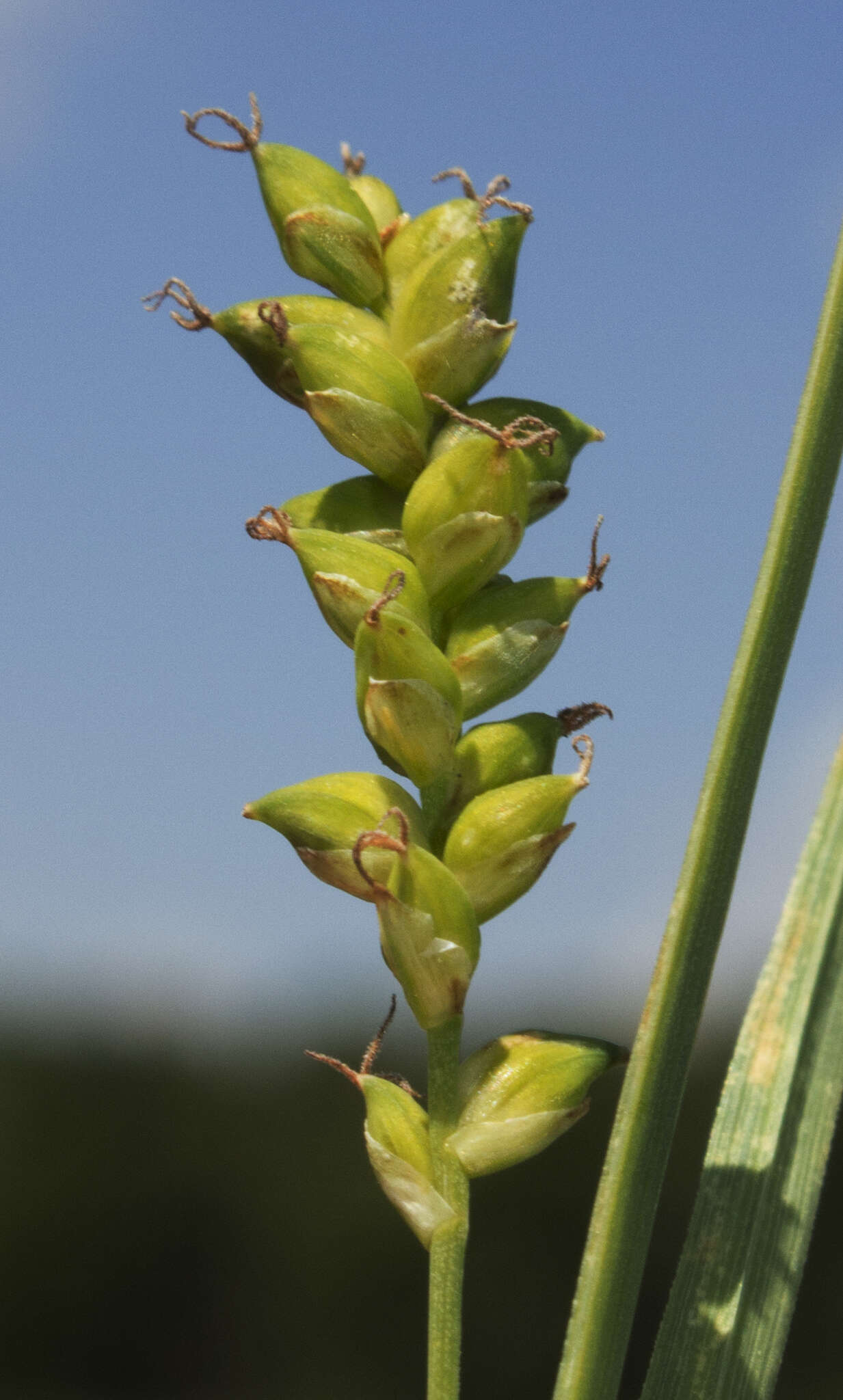 Image of rigid sedge