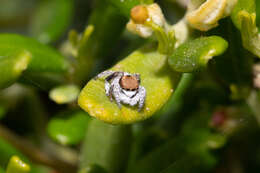 Image of Maratus albus Otto & Hill 2016