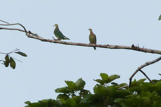 Image of Pink-spotted Fruit Dove