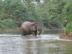 Image of African forest elephant