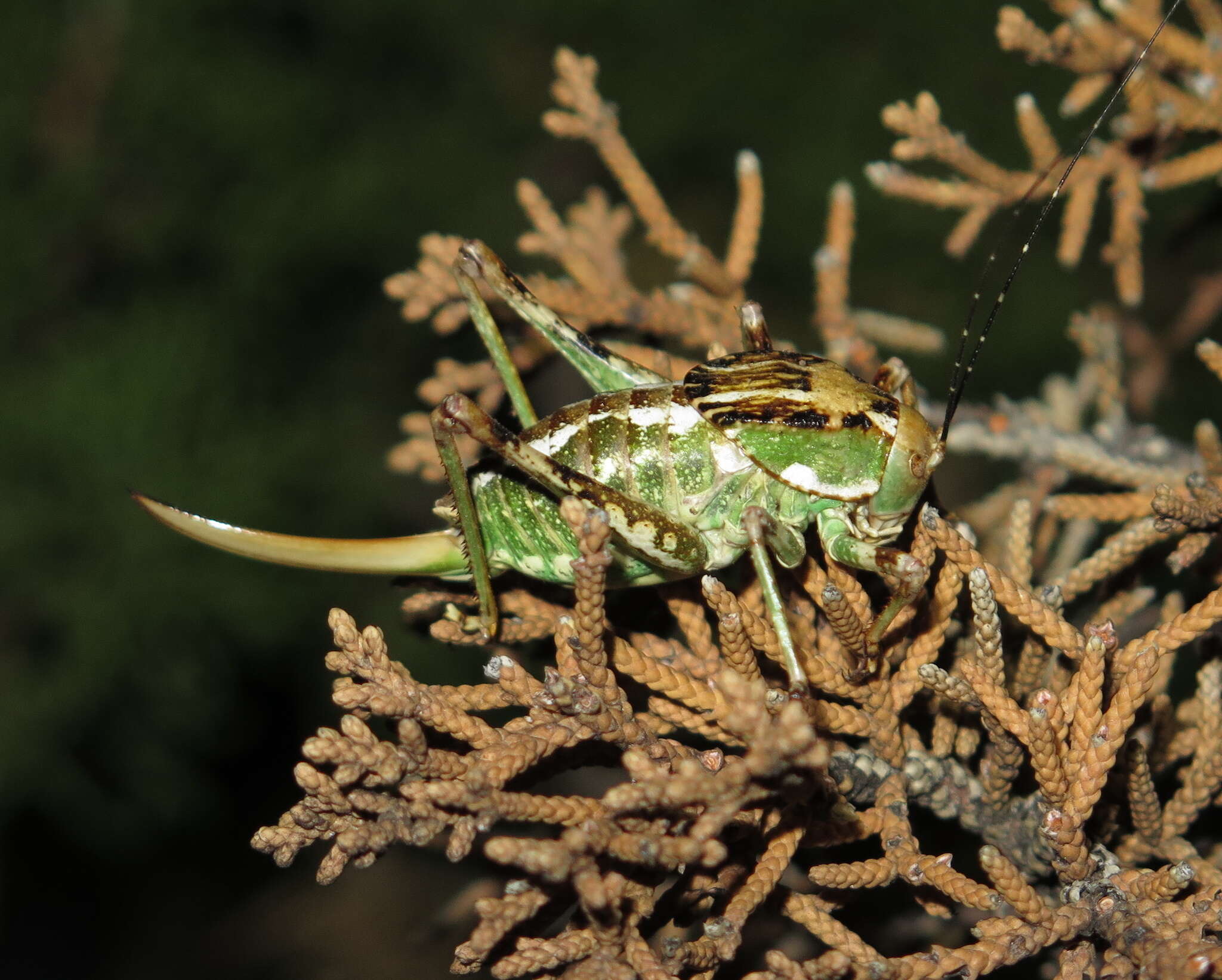 Image of Aglaothorax ovata ovata (Scudder & S. H. 1899)