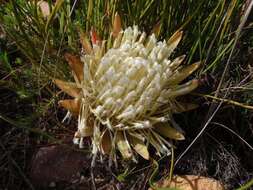 Image of Protea scorzonerifolia (Salisb. ex Knight) Rycroft