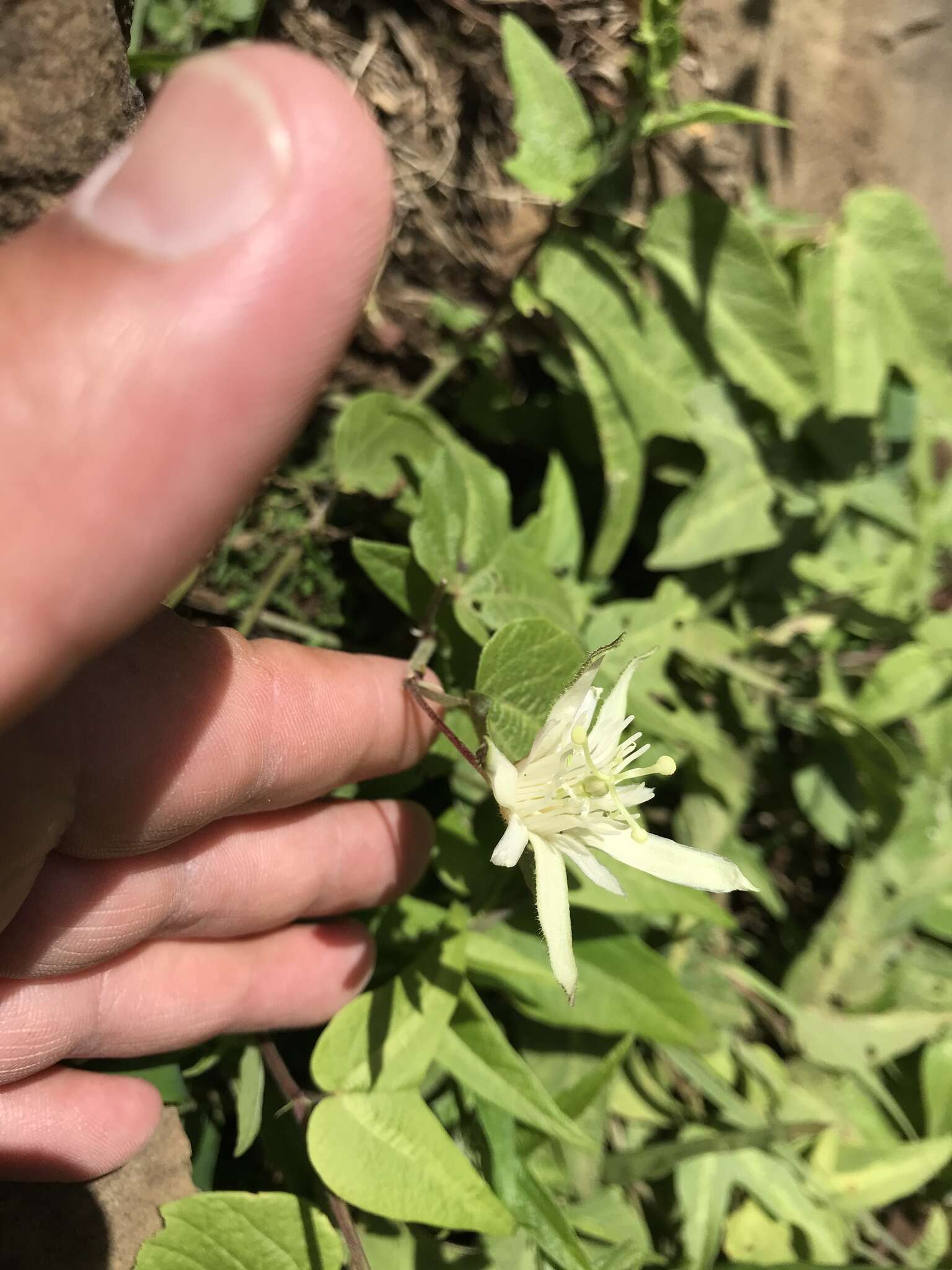 Image of Passiflora capsularis L.