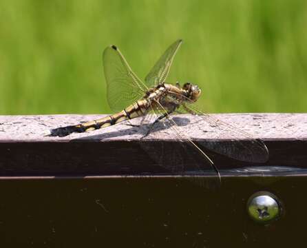 Image of <i>Orthetrum albistylum speciosum</i>