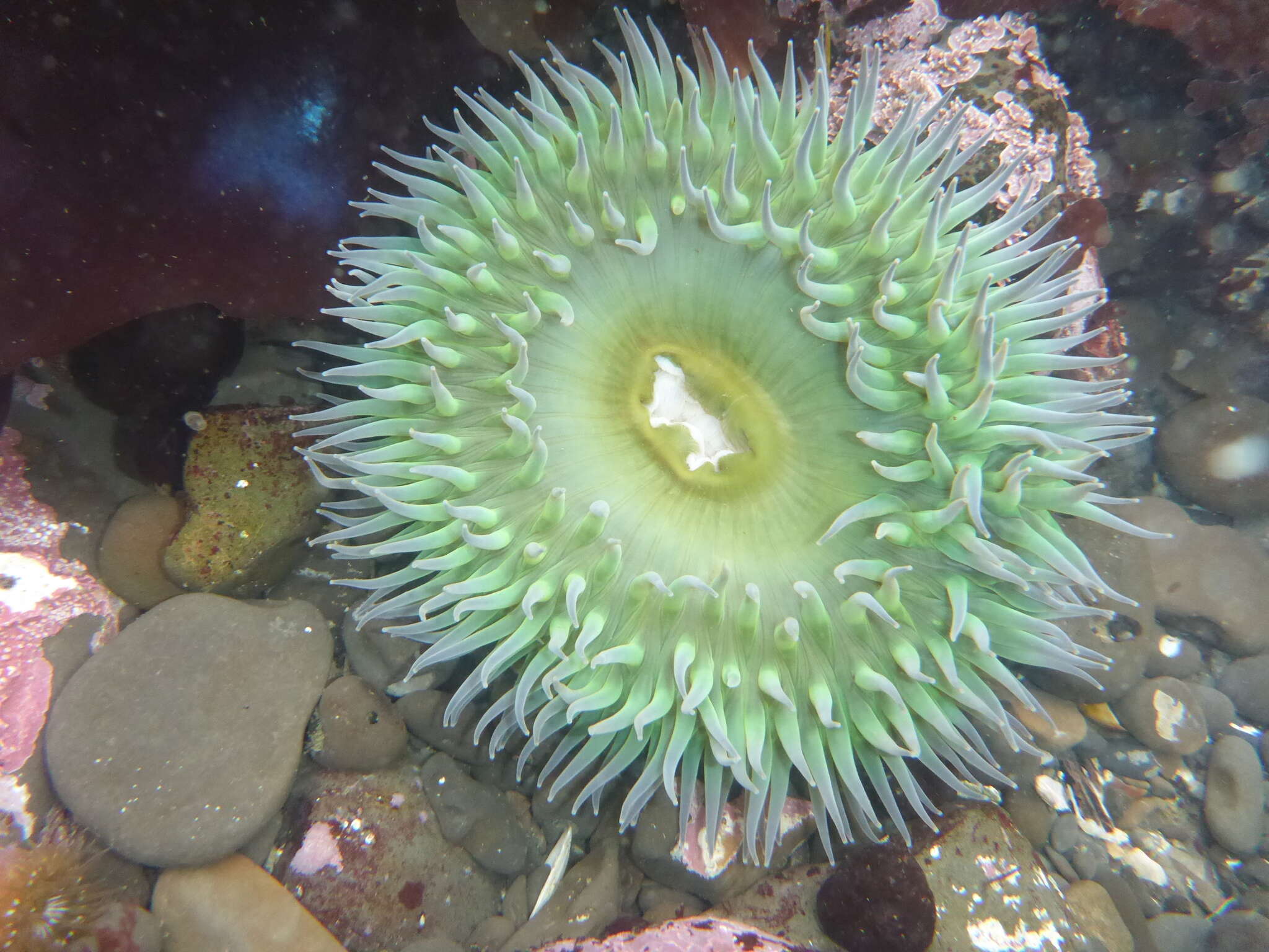 Image of giant green anemone