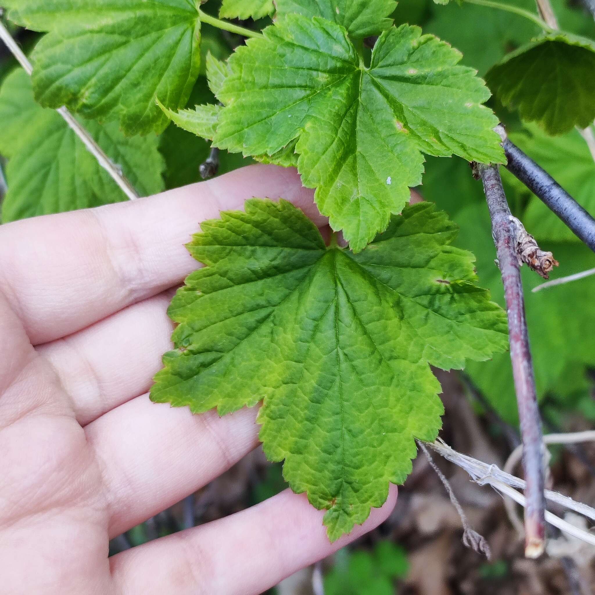 Sivun Ribes mandshuricum (Maxim.) Kom. kuva