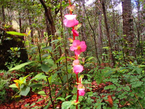 Image of Begonia tapatia Burt-Utley & McVaugh