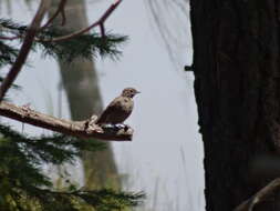 Image of Townsend's Solitaire