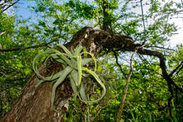 Image of Tillandsia streptophylla Scheidw.