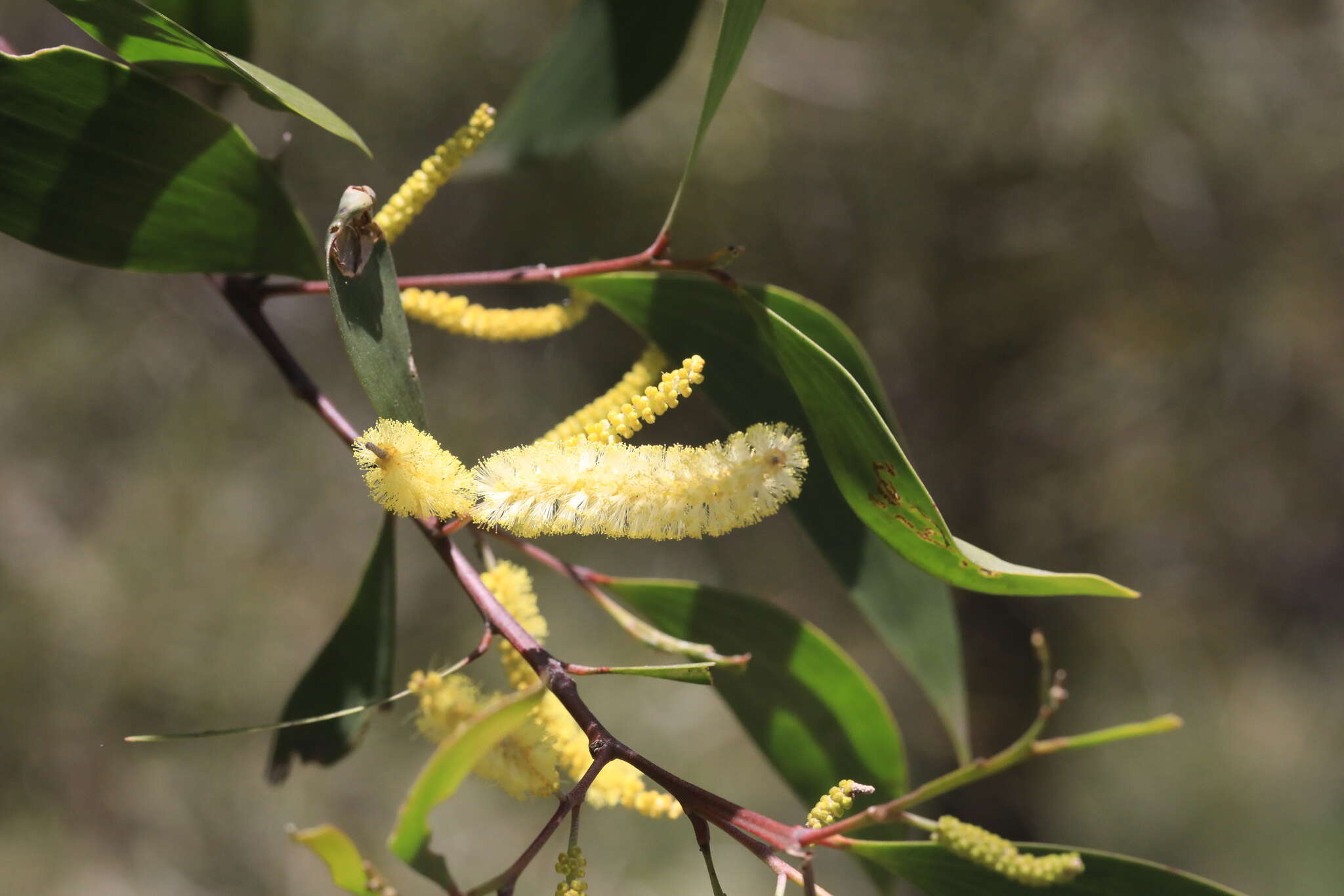 Imagem de Acacia blakei subsp. diphylla (Tindale) Pedley