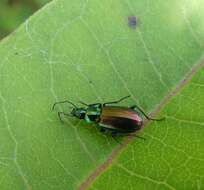 Image of Agonum (Olisares) cupripenne (Say 1823)