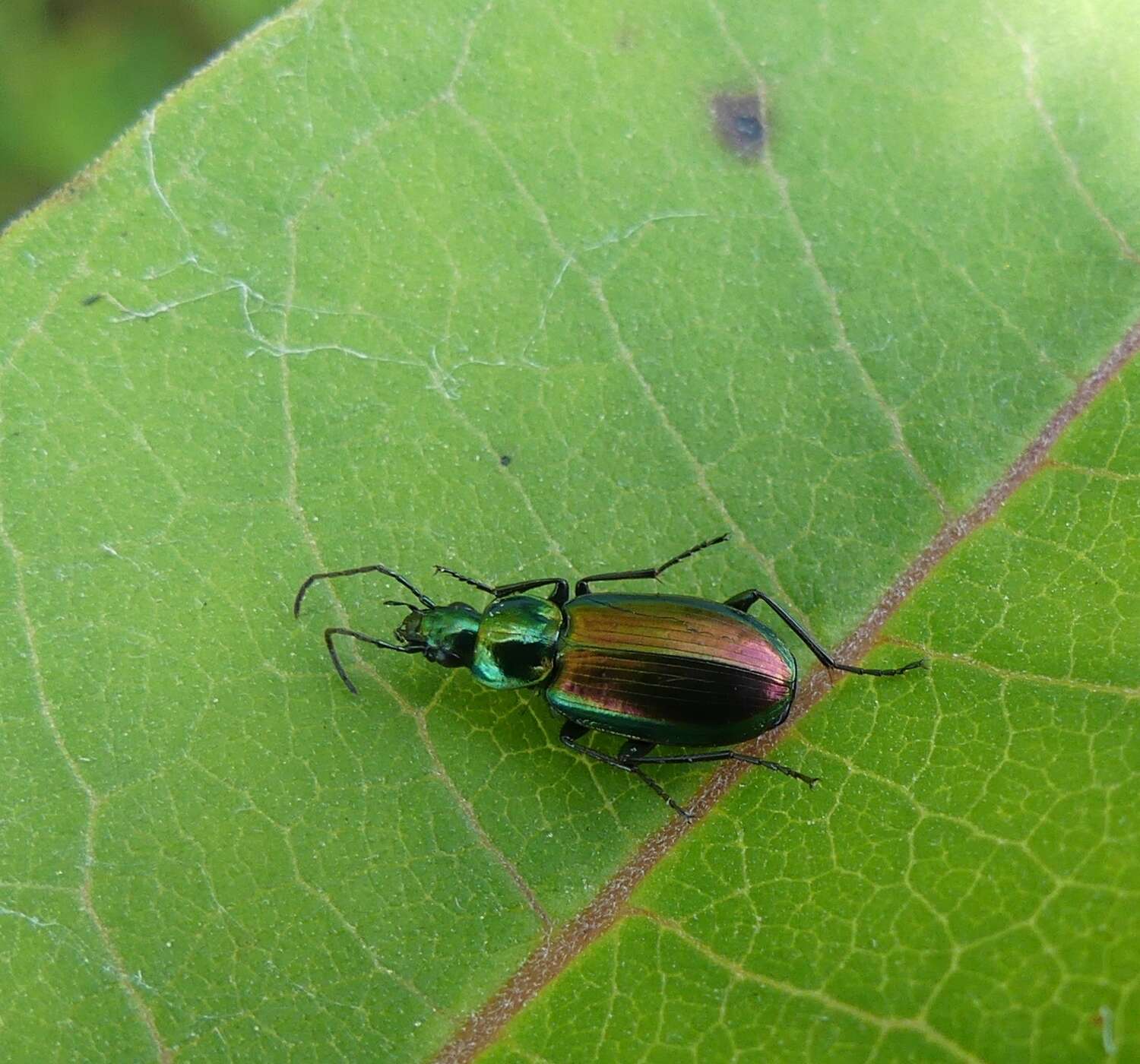 Image of Agonum (Olisares) cupripenne (Say 1823)