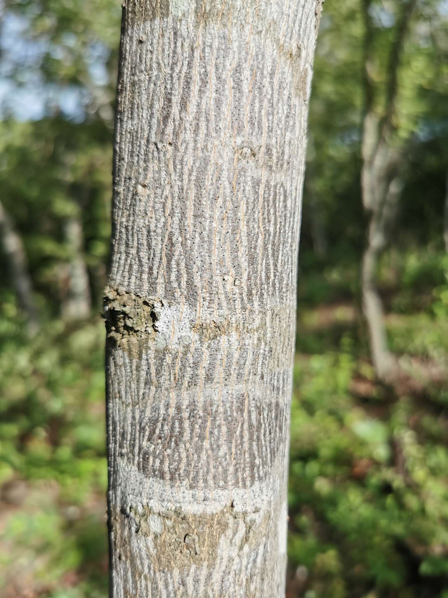 Image of Erythroxylum guatemalense Lundell