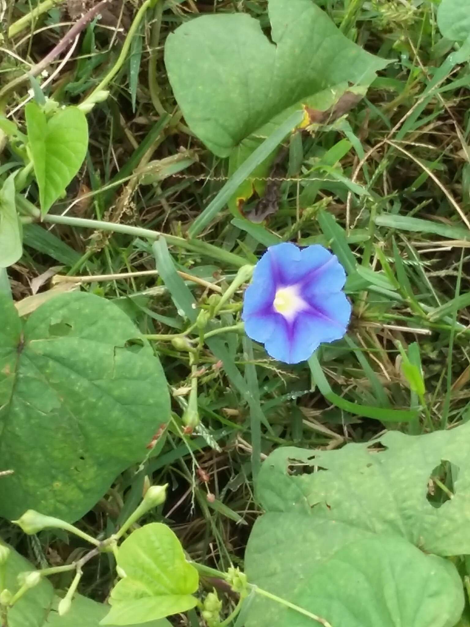 Image of Ipomoea parasitica (Kunth) G. Don