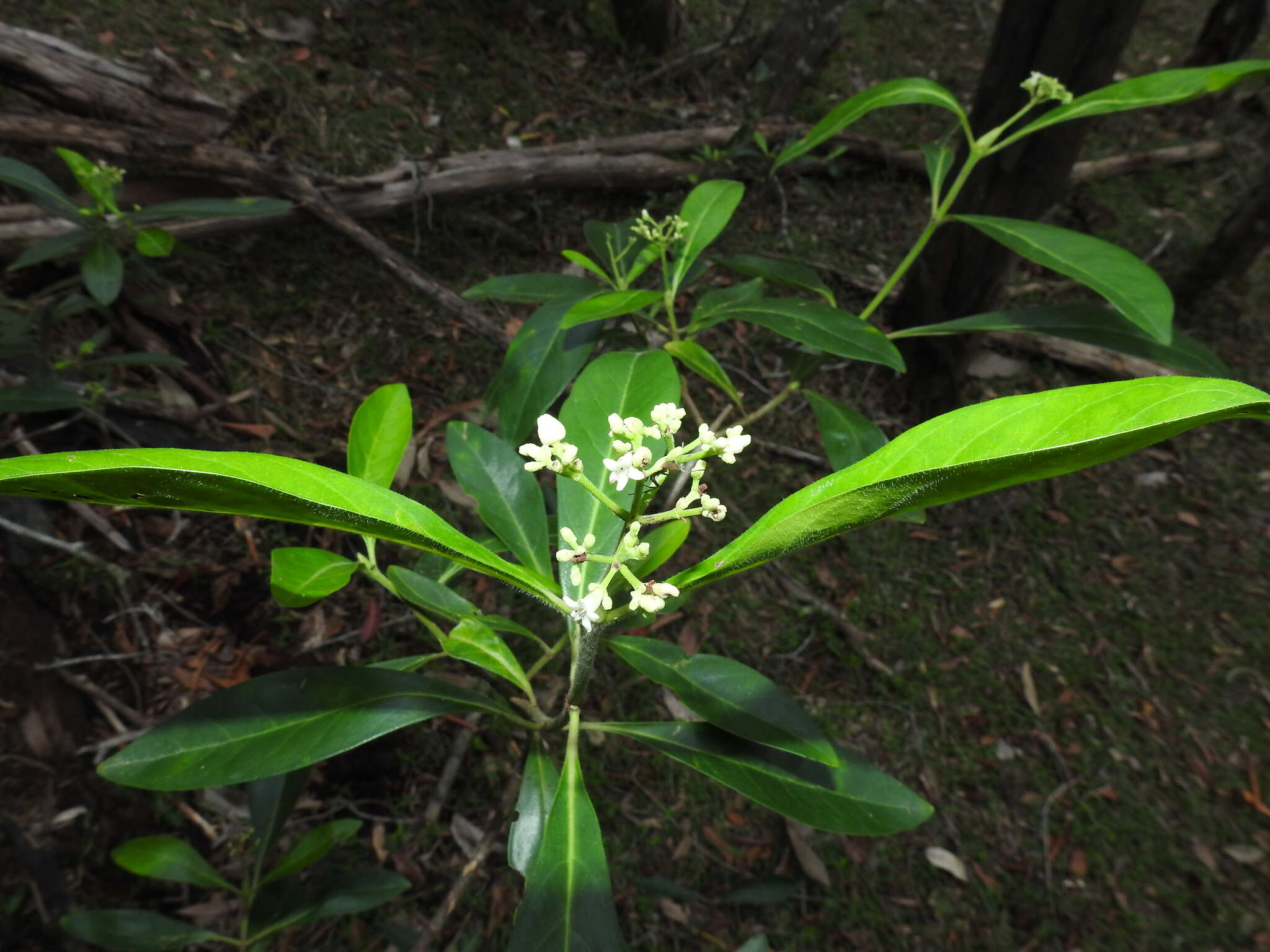 Plancia ëd Psychotria daphnoides A. Cunn. ex Hook.