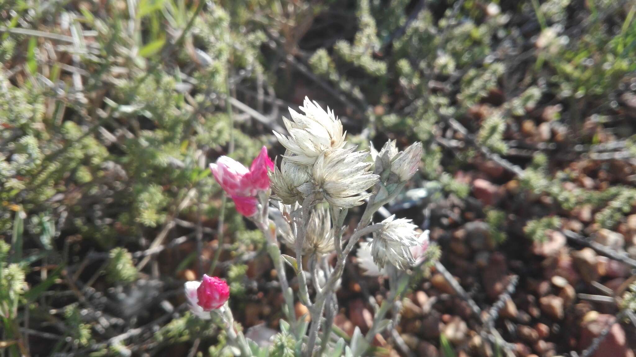 Image of Achyranthemum affine (Less.) N. G. Bergh