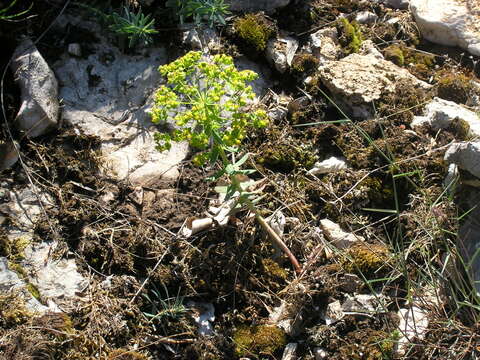 Image of urban spurge