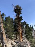 Image of foxtail pine