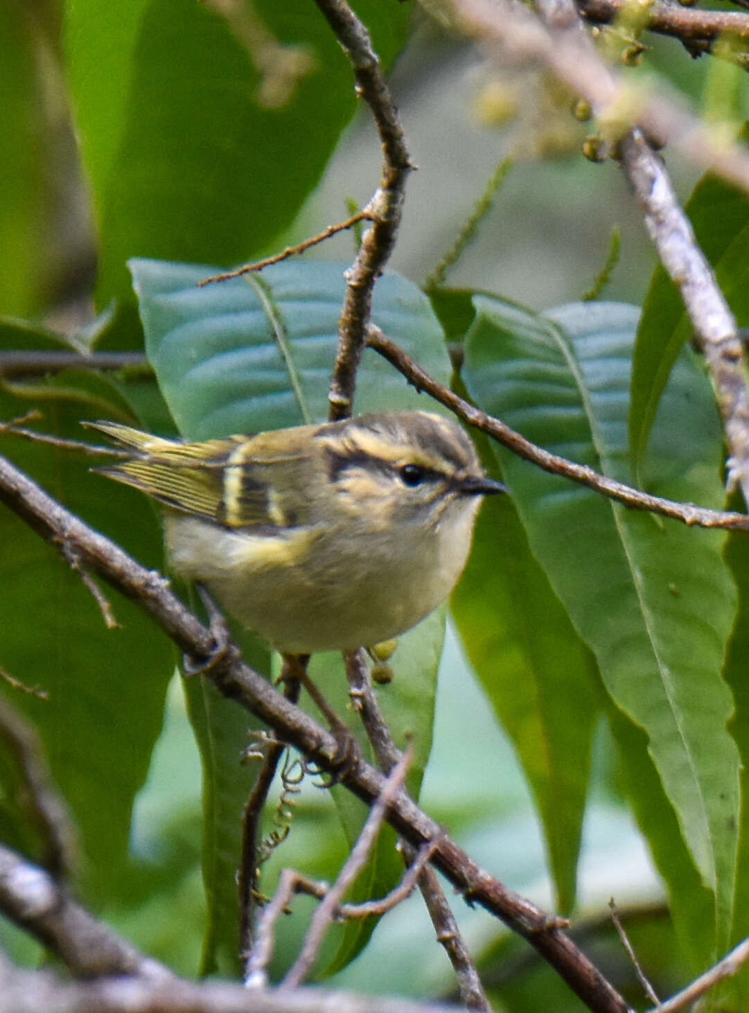 Phylloscopus chloronotus (Gray, JE, Gray & GR 1847) resmi