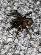 Image of Lace webbed spider