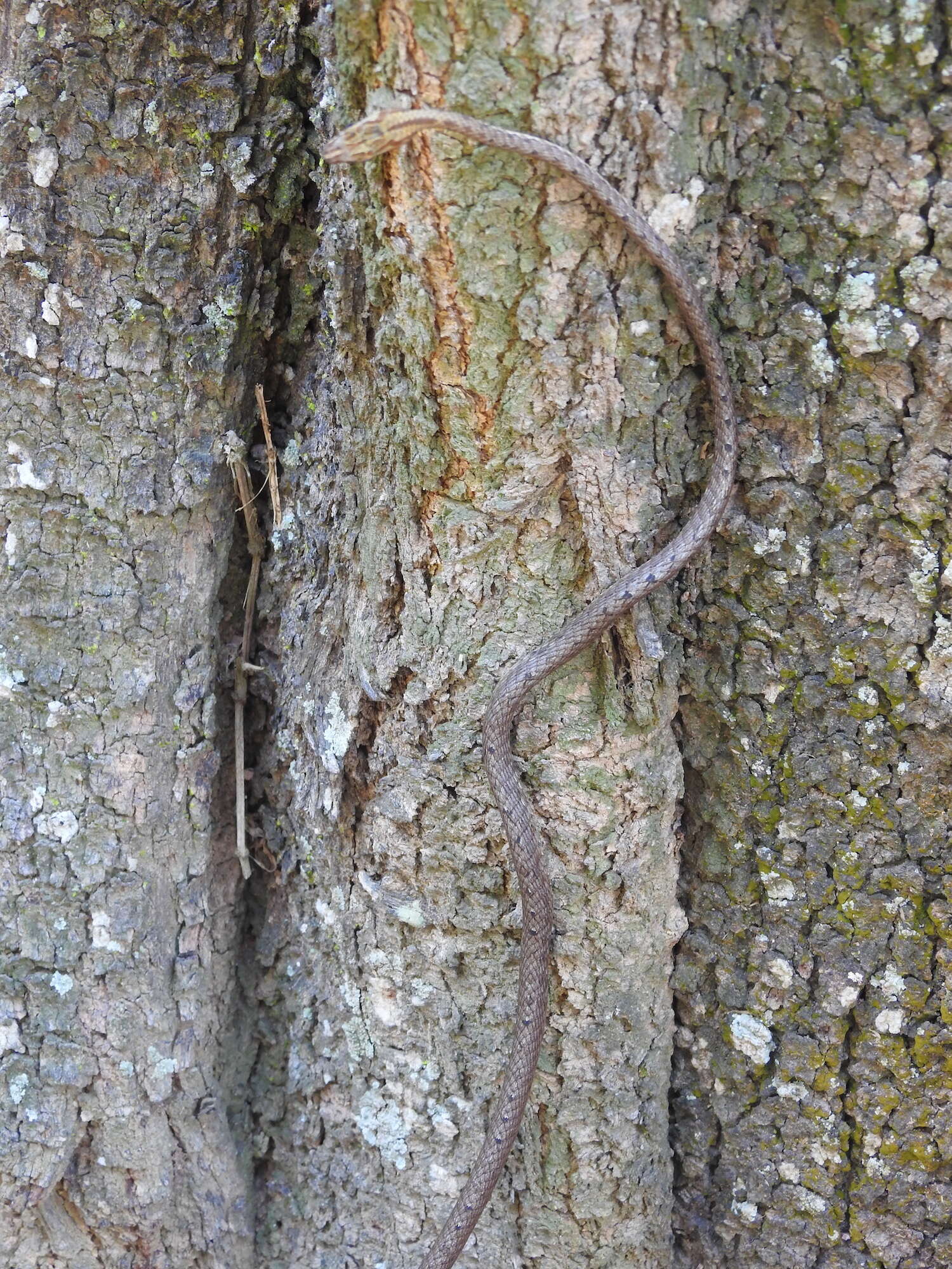 Image of Brown Whip Snake