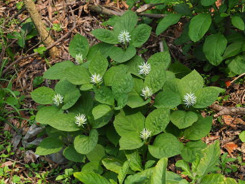 Image of Chloranthus fortunei (A. Gray) Solms