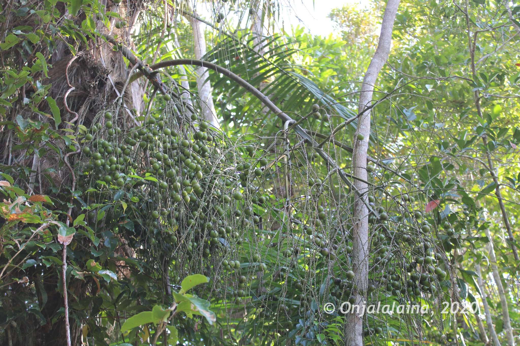 Image of Dypsis fibrosa (C. H. Wright) Beentje & J. Dransf.