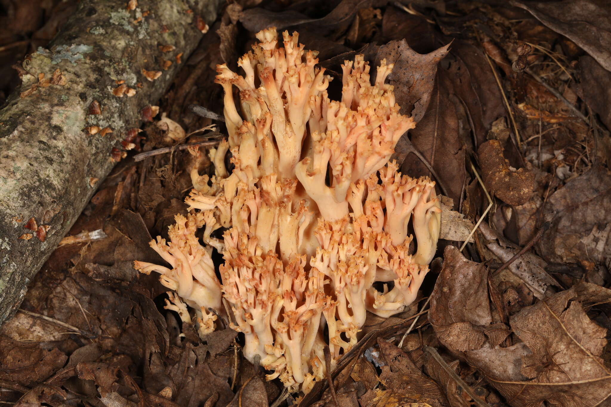 Image of Ramaria subbotrytis (Coker) Corner 1950