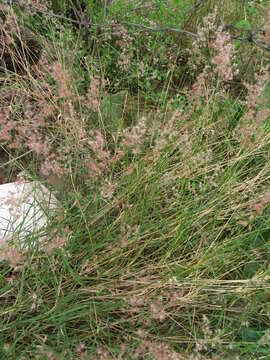 Image of Creeping Molasses Grass