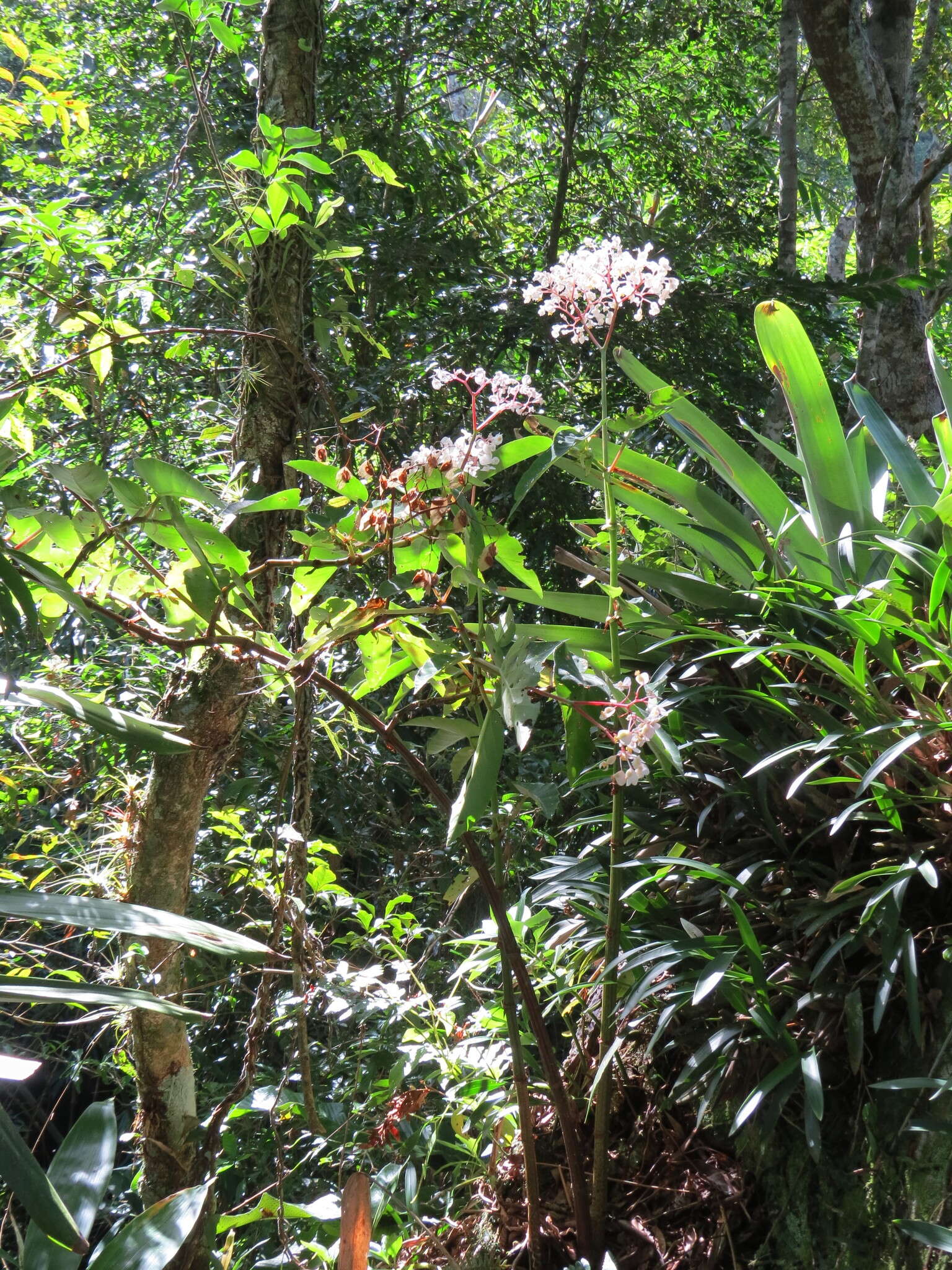 Image of Begonia angularis Raddi