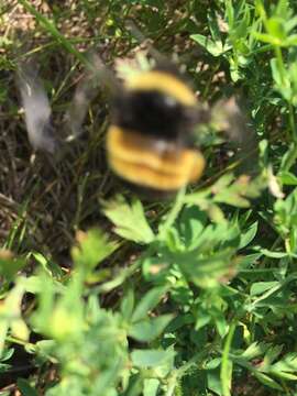 Image of Yellow-banded Bumblebee