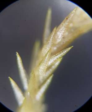 Image of Flexuous Bog-moss