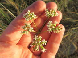 Image of Lichtensteinia obscura (Spreng.) Koso-Pol.