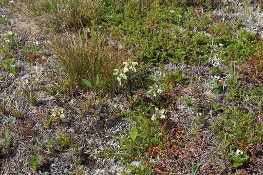 Image of Lapland lousewort