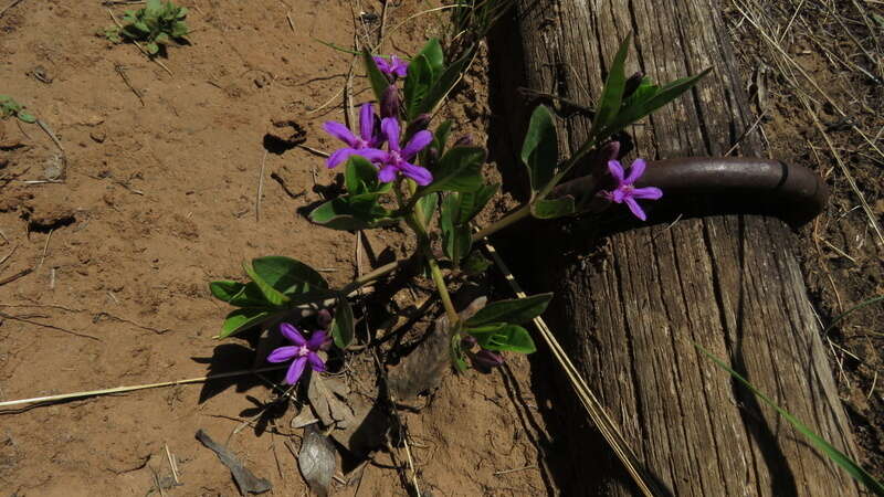 Image of Raphionacme hirsuta (E. Mey.)