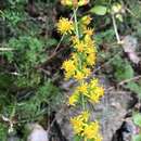 Image of shadowy goldenrod