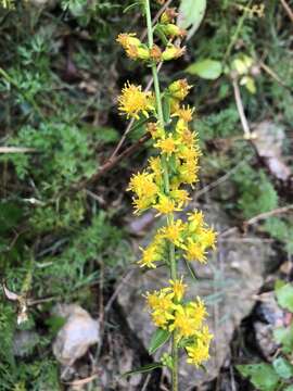 Слика од Solidago sciaphila Steele