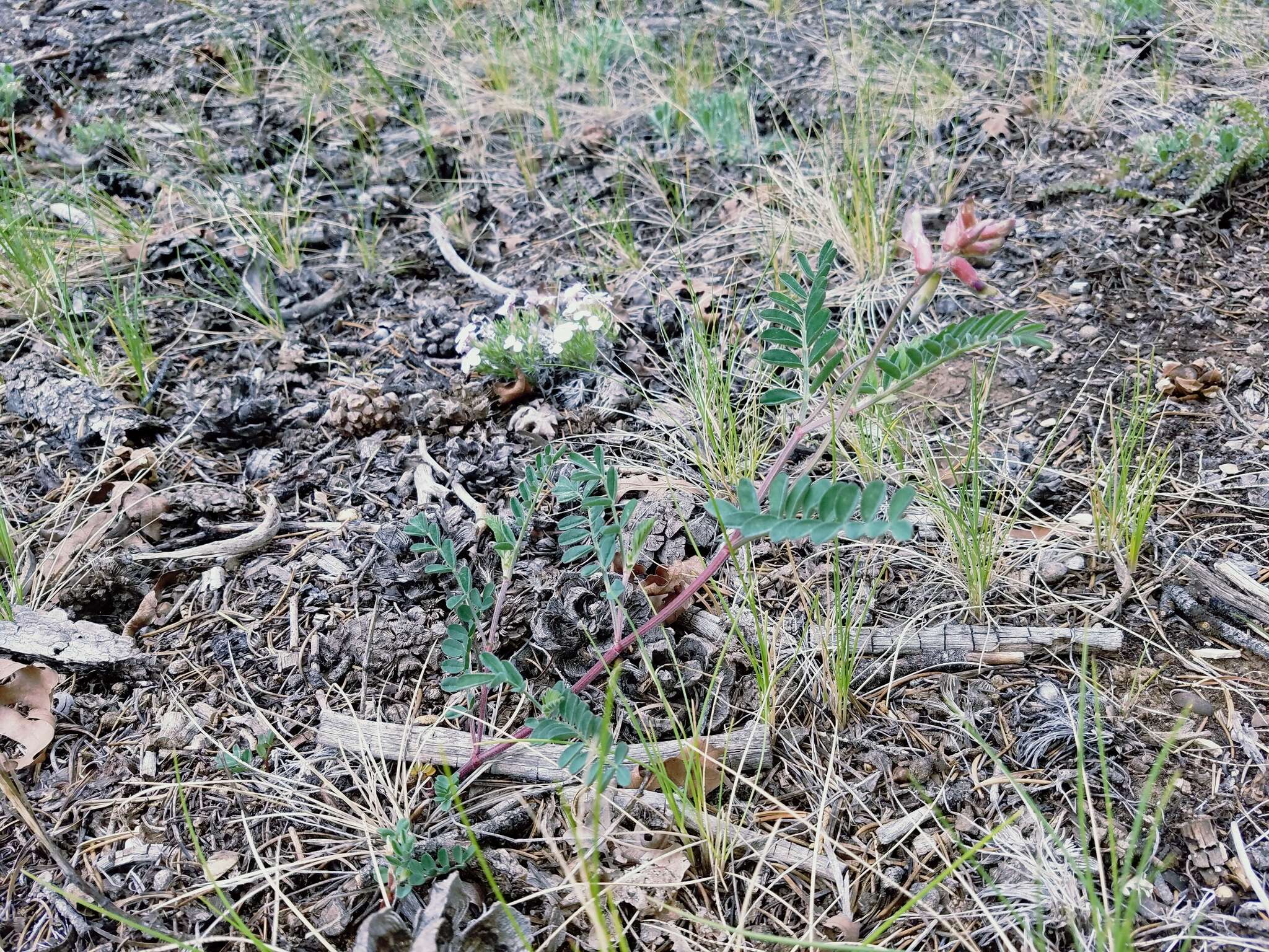 Imagem de Astragalus hallii var. fallax (S. Wats.) Barneby