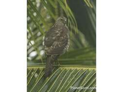 Image of Fiji Goshawk