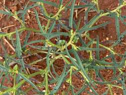 صورة Euphorbia tannensis subsp. eremophila (A. Cunn. ex T. Mitch.) D. C. Hassall