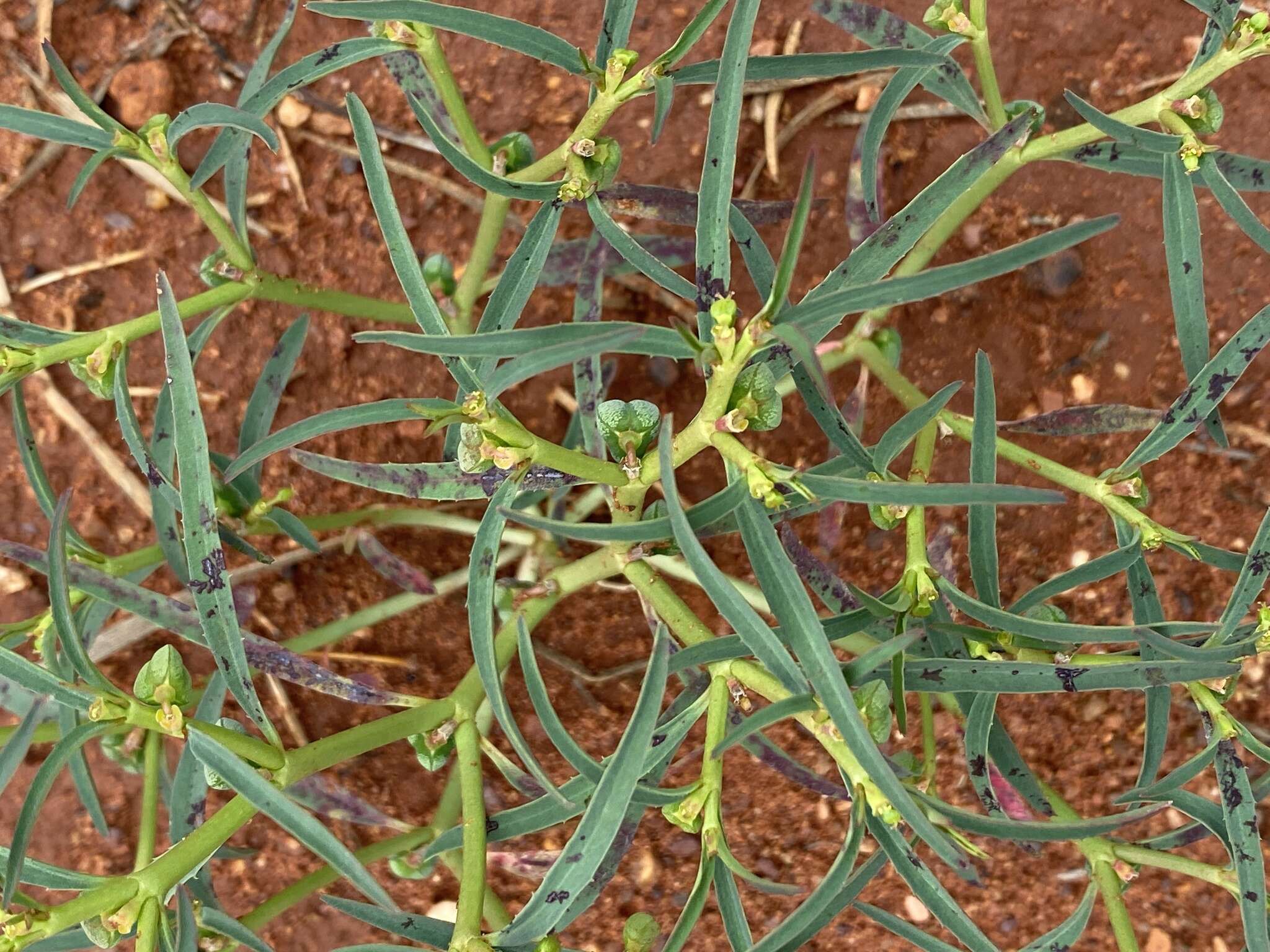 صورة Euphorbia tannensis subsp. eremophila (A. Cunn. ex T. Mitch.) D. C. Hassall