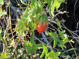 Image of Coccinia quinqueloba (Thunb.) Cogn.