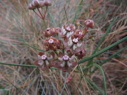 Image of Hooded meadow-star