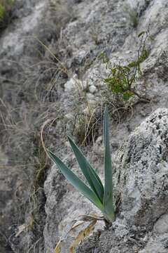 Image de Hemiphylacus hintoniorum L. Hern.